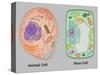 Animal Cell and Plant Cell-Gwen Shockey-Stretched Canvas