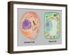 Animal Cell and Plant Cell-Gwen Shockey-Framed Giclee Print