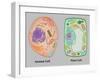 Animal Cell and Plant Cell-Gwen Shockey-Framed Giclee Print