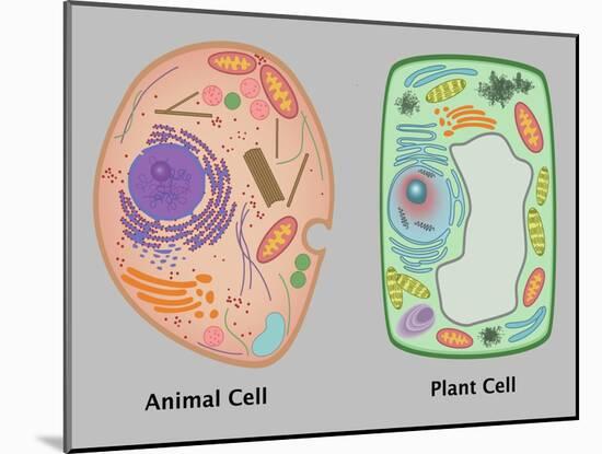 Animal Cell and Plant Cell-Gwen Shockey-Mounted Giclee Print