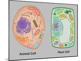 Animal Cell and Plant Cell-Gwen Shockey-Mounted Giclee Print