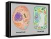 Animal Cell and Plant Cell-Gwen Shockey-Framed Stretched Canvas