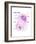 Animal Cell Diagram-Spencer Sutton-Framed Art Print