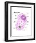 Animal Cell Diagram-Spencer Sutton-Framed Art Print
