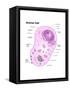 Animal Cell Diagram-Spencer Sutton-Framed Stretched Canvas