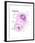 Animal Cell Diagram-Spencer Sutton-Framed Art Print