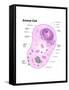 Animal Cell Diagram-Spencer Sutton-Framed Stretched Canvas