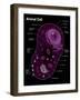 Animal Cell Diagram-Spencer Sutton-Framed Giclee Print