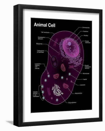 Animal Cell Diagram-Spencer Sutton-Framed Giclee Print