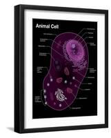 Animal Cell Diagram-Spencer Sutton-Framed Giclee Print