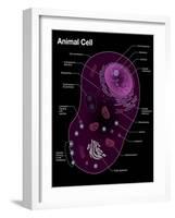 Animal Cell Diagram-Spencer Sutton-Framed Giclee Print