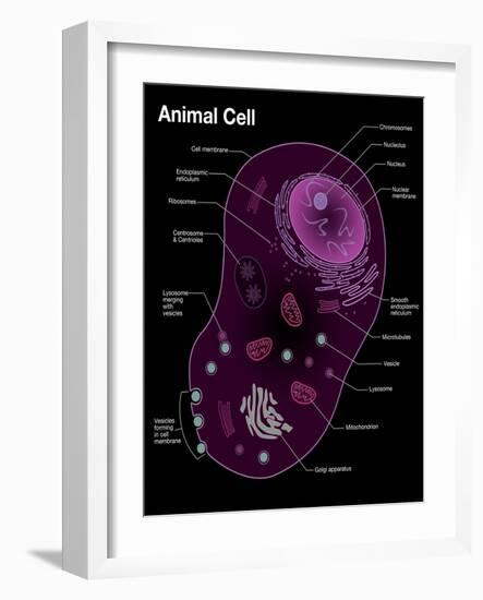 Animal Cell Diagram-Spencer Sutton-Framed Giclee Print