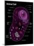 Animal Cell Diagram-Spencer Sutton-Mounted Giclee Print