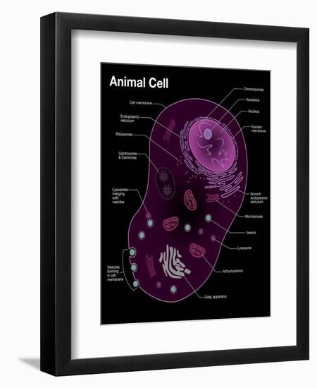 Animal Cell Diagram-Spencer Sutton-Framed Premium Giclee Print