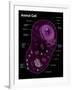 Animal Cell Diagram-Spencer Sutton-Framed Giclee Print