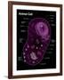 Animal Cell Diagram-Spencer Sutton-Framed Giclee Print