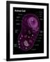 Animal Cell Diagram-Spencer Sutton-Framed Giclee Print