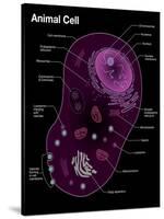 Animal Cell Diagram-Spencer Sutton-Stretched Canvas