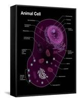 Animal Cell Diagram-Spencer Sutton-Framed Stretched Canvas