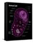 Animal Cell Diagram-Spencer Sutton-Framed Stretched Canvas