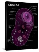 Animal Cell Diagram-Spencer Sutton-Stretched Canvas