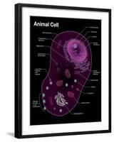 Animal Cell Diagram-Spencer Sutton-Framed Giclee Print