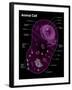 Animal Cell Diagram-Spencer Sutton-Framed Giclee Print