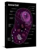 Animal Cell Diagram-Spencer Sutton-Stretched Canvas