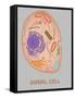 Animal Cell, Illustration-Gwen Shockey-Framed Stretched Canvas