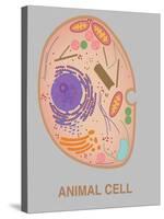 Animal Cell, Illustration-Gwen Shockey-Stretched Canvas