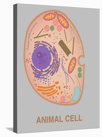 Animal Cell, Illustration-Gwen Shockey-Stretched Canvas