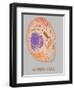 Animal Cell, Illustration-Gwen Shockey-Framed Giclee Print