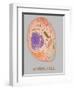 Animal Cell, Illustration-Gwen Shockey-Framed Giclee Print