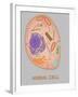 Animal Cell, Illustration-Gwen Shockey-Framed Giclee Print