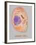 Animal Cell, Illustration-Gwen Shockey-Framed Giclee Print