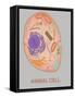 Animal Cell, Illustration-Gwen Shockey-Framed Stretched Canvas