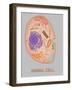 Animal Cell, Illustration-Gwen Shockey-Framed Giclee Print
