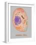 Animal Cell, Illustration-Gwen Shockey-Framed Giclee Print