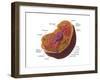 Animal Cell-Spencer Sutton-Framed Art Print