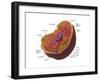 Animal Cell-Spencer Sutton-Framed Art Print