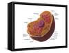 Animal Cell-Spencer Sutton-Framed Stretched Canvas