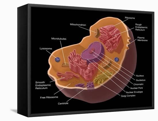 Animal Cell-Spencer Sutton-Framed Stretched Canvas