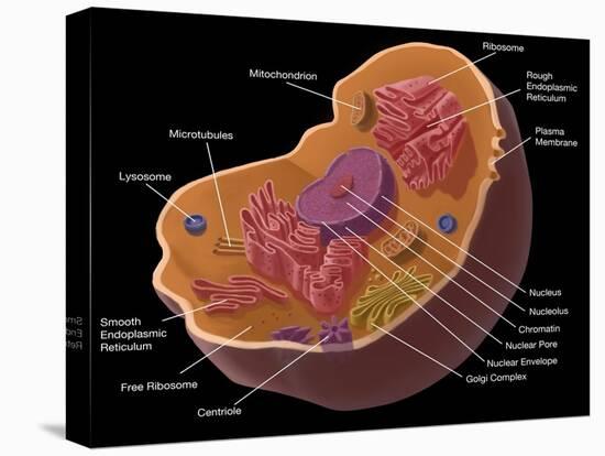 Animal Cell-Spencer Sutton-Stretched Canvas