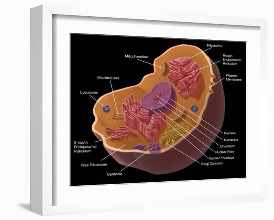 Animal Cell-Spencer Sutton-Framed Giclee Print