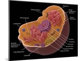 Animal Cell-Spencer Sutton-Mounted Giclee Print