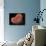 Animal Cell-Spencer Sutton-Giclee Print displayed on a wall