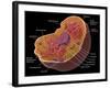 Animal Cell-Spencer Sutton-Framed Giclee Print