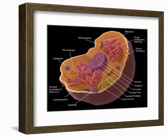 Animal Cell-Spencer Sutton-Framed Giclee Print