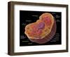 Animal Cell-Spencer Sutton-Framed Giclee Print