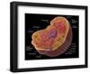 Animal Cell-Spencer Sutton-Framed Giclee Print